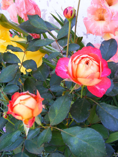 DSCF7084