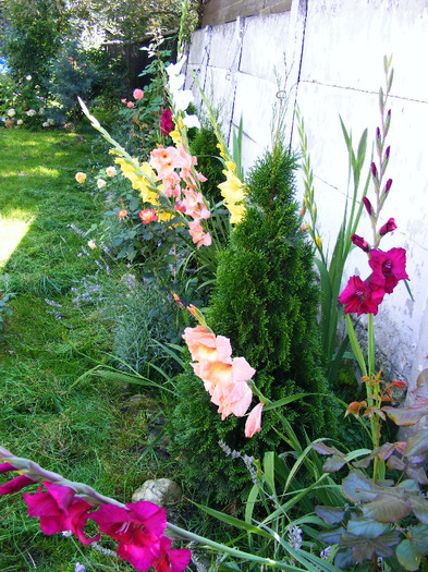 DSCF7085 - curtea de la tara