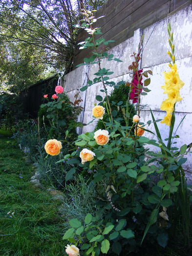 DSCF7077 - curtea de la tara
