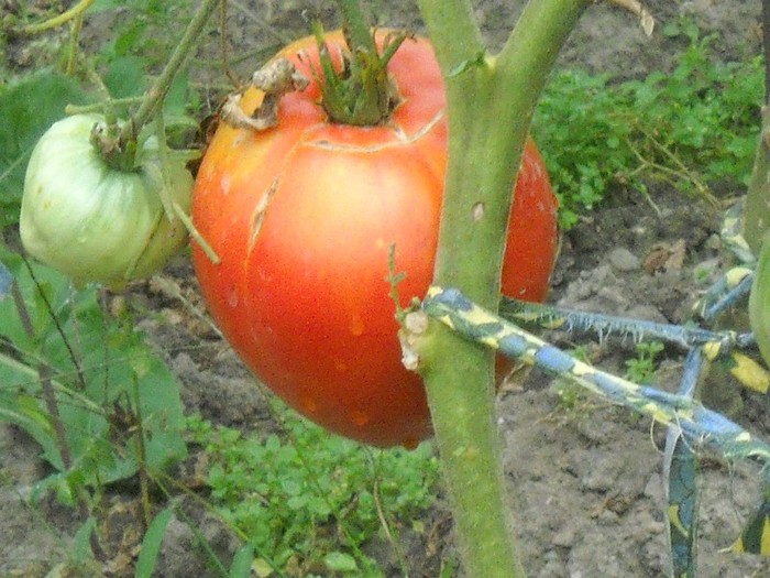 Inima de bou "stropita" cu sarma de cupru