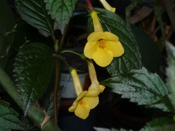 Yellow Beauty - Achimenes