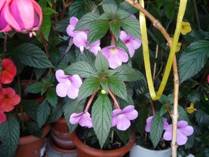 Peach Blossom - Achimenes