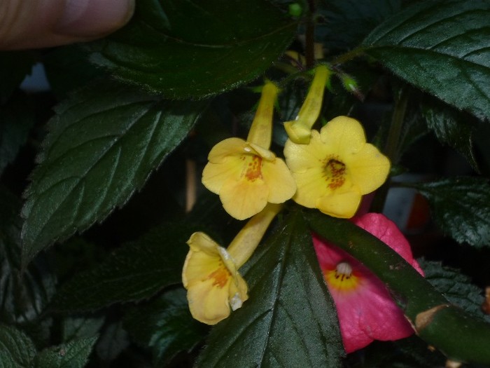 Yellow Beauty - Achimenes