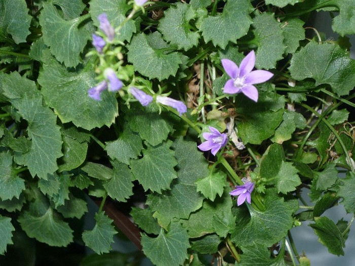 Campanula