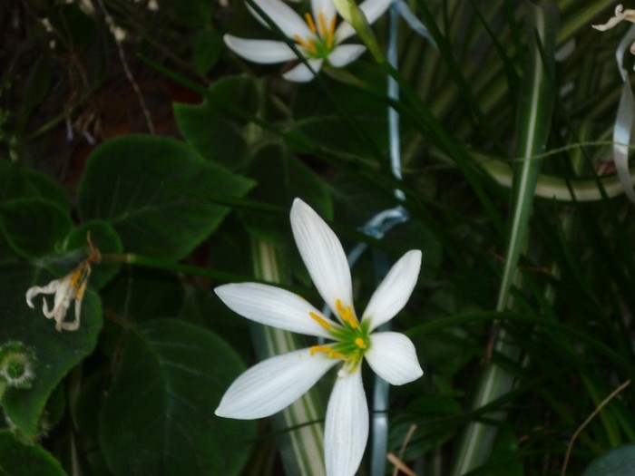 Floarea zefirului - Flori 2011 - a trei-a parte
