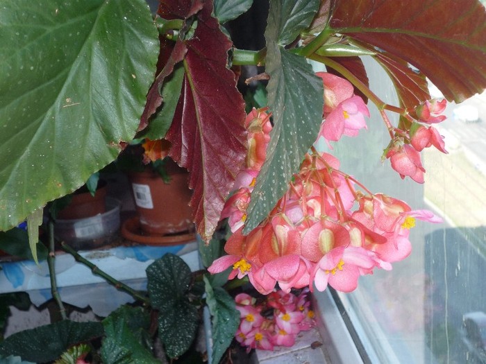 Begonia Imperiala - Flori 2011 - a trei-a parte