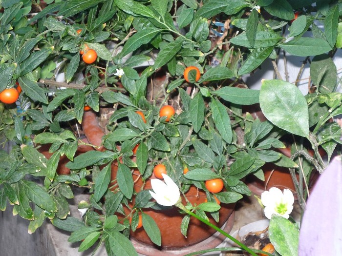 Solanum - Flori 2011 - a trei-a parte