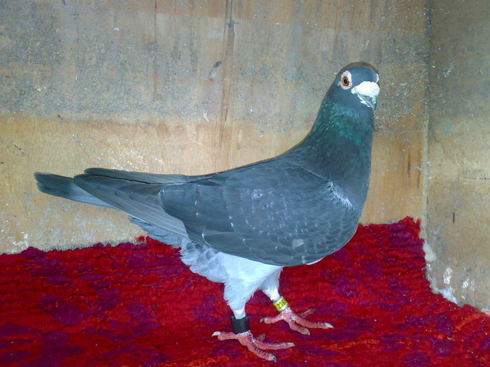 93