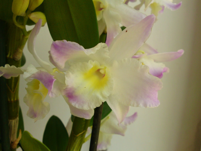  - Dendrobium nobile