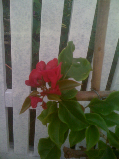 IMG_0009 - Bougainvillea inflorita