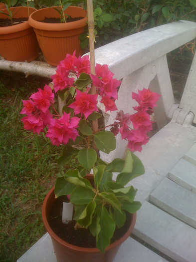 IMG_0010; Bougainvillea ciclam
