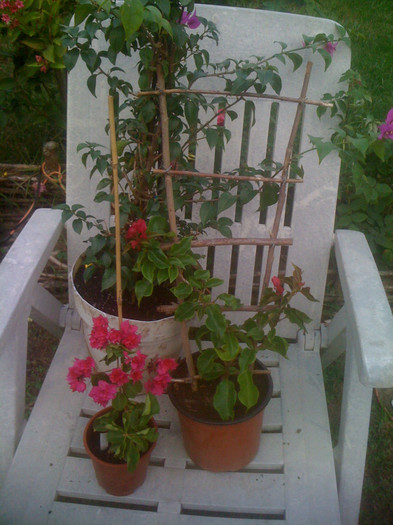 IMG_0014 - Bougainvillea inflorita