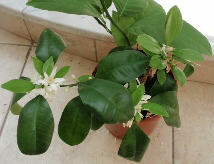 Calamondinul anul trecut avea fructe, acum flori - Plante Comestibile