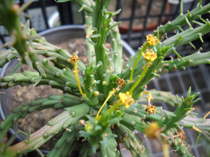 DSCN3042 - poze 2011