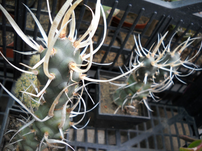 DSCN3043 - poze 2011