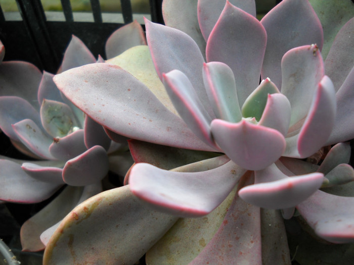 DSCN3044 - poze 2011