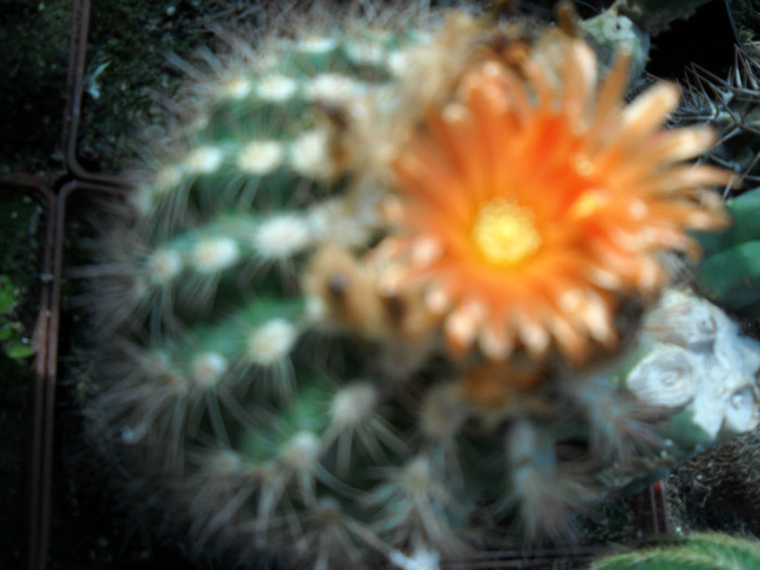 DSCN3050 - poze 2011