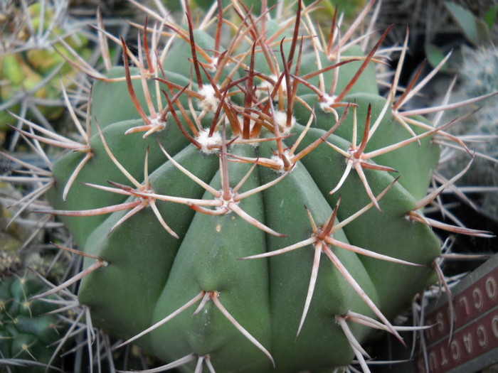 DSCN3280 - poze 2011