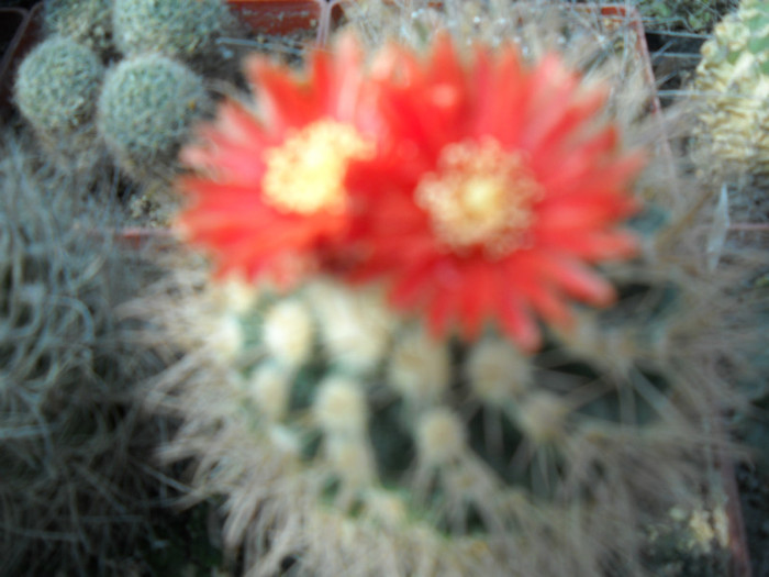 DSCN3051 - poze 2011