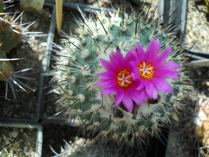 DSCN3058 - poze 2011