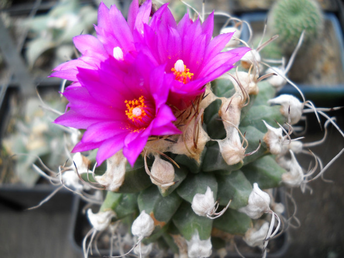 DSCN3254 - poze 2011