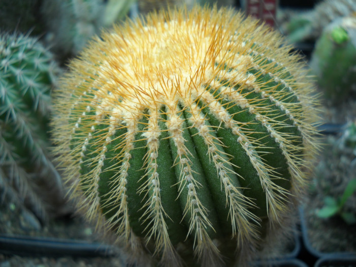 DSCN3256 - poze 2011