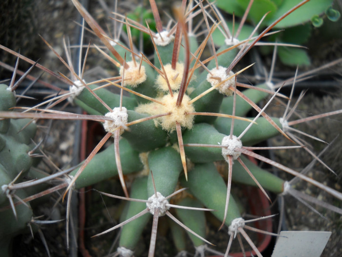 DSCN3257 - poze 2011