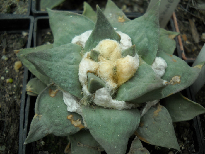 DSCN3259 - poze 2011