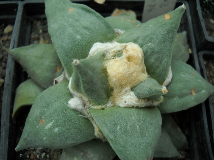 DSCN3260 - poze 2011