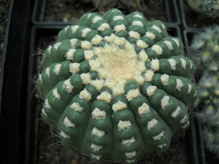 DSCN3262 - poze 2011