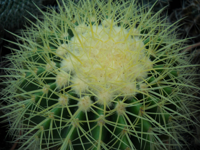 DSCN3263 - poze 2011