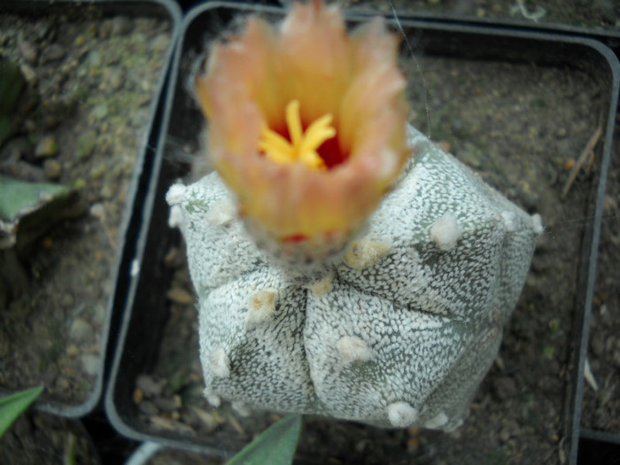 DSCN3264 - poze 2011