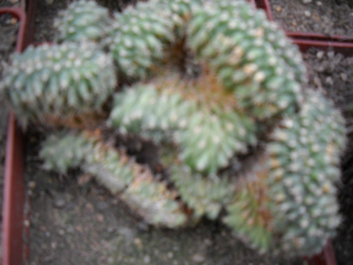 DSCN3266 - poze 2011