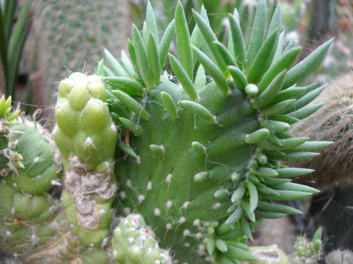 DSCN3267 - poze 2011