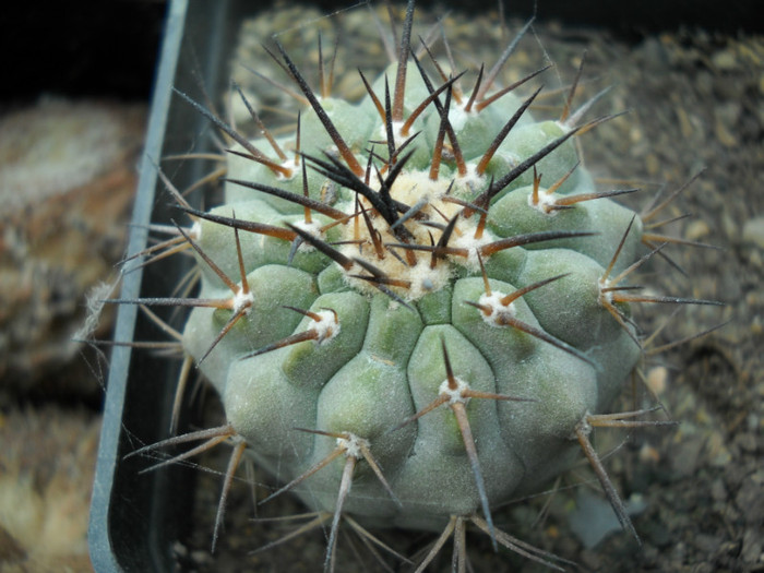 DSCN3268 - poze 2011