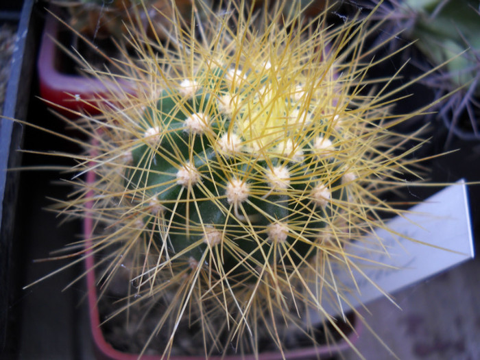 DSCN3274 - poze 2011