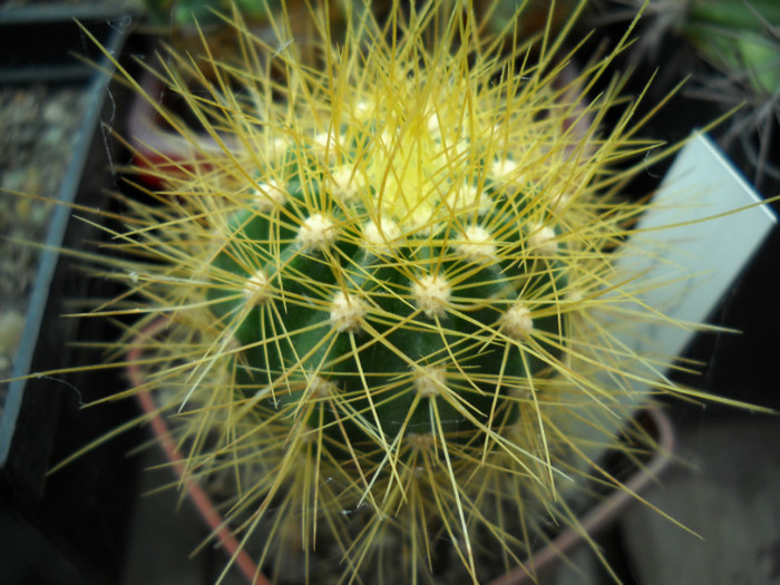 DSCN3275 - poze 2011