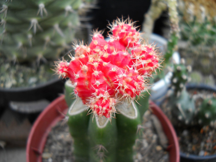 DSCN3279 - poze 2011