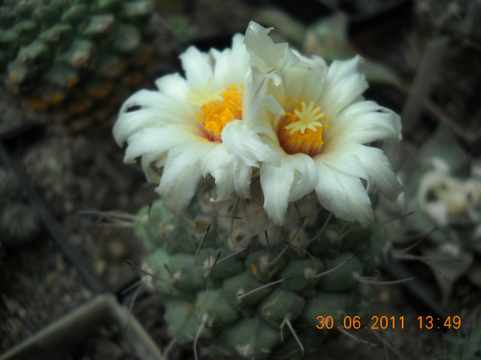 DSCN5470 - poze 2011