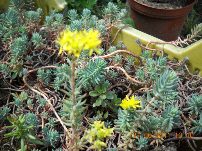 DSCN5381 - poze 2011