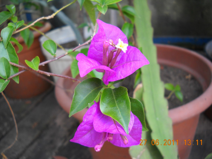 DSCN5382 - poze 2011