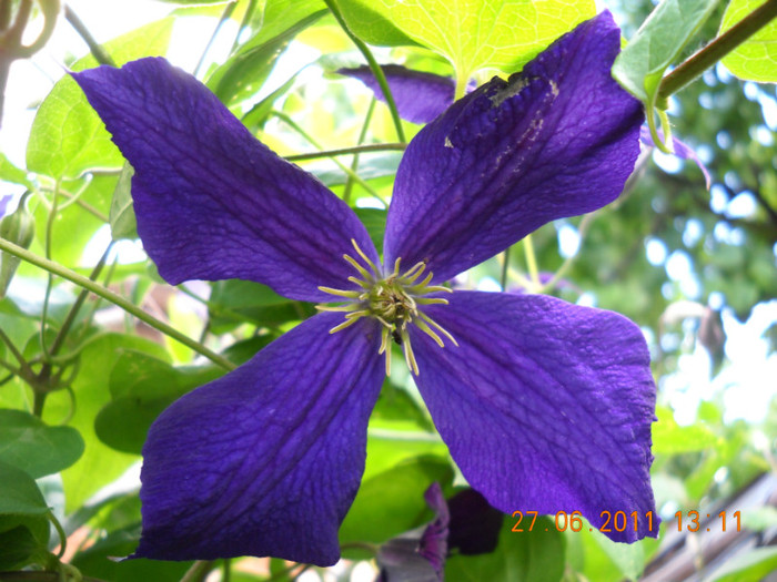 DSCN5384 - poze 2011