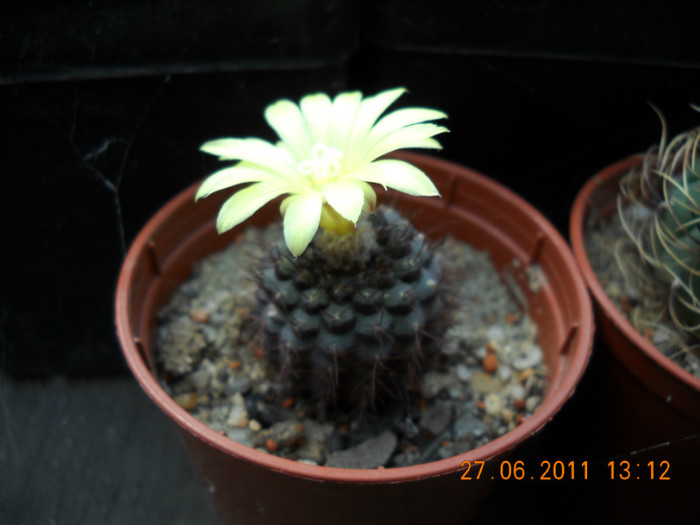 DSCN5385 - poze 2011