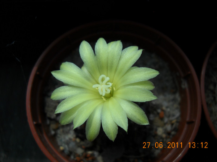 DSCN5386 - poze 2011