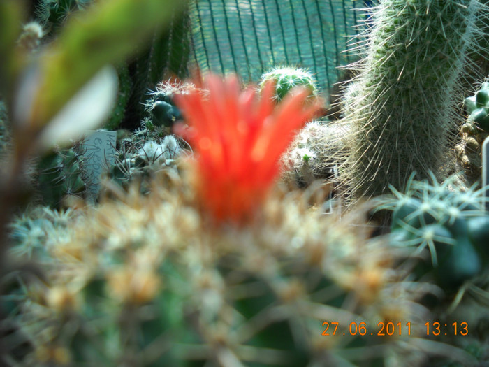 DSCN5389 - poze 2011