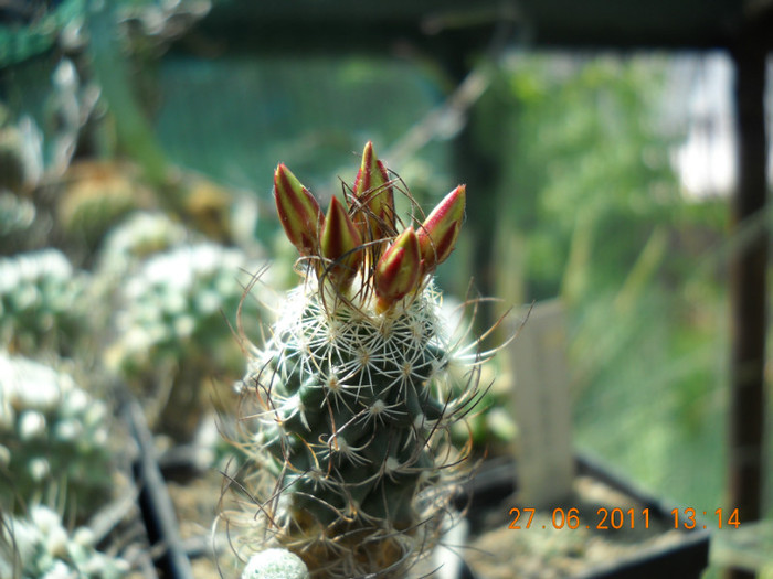 DSCN5390 - poze 2011