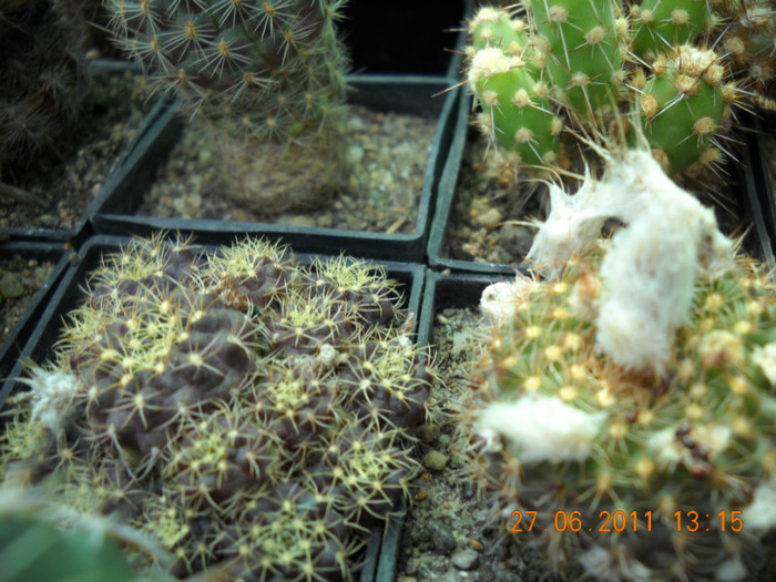 DSCN5393 - poze 2011