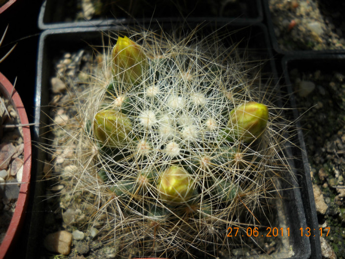 DSCN5395 - poze 2011