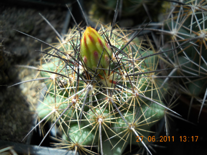 DSCN5396 - poze 2011
