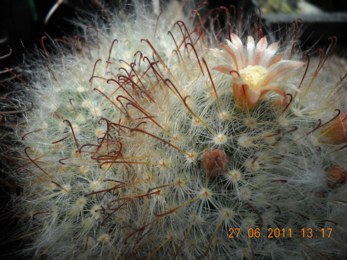 DSCN5397 - poze 2011